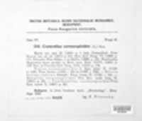 Craterellus cornucopioides image